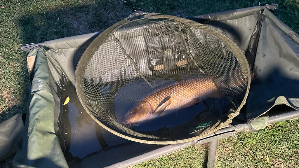 El Cuidado de la Carpa en la Pesca de Carpfishing