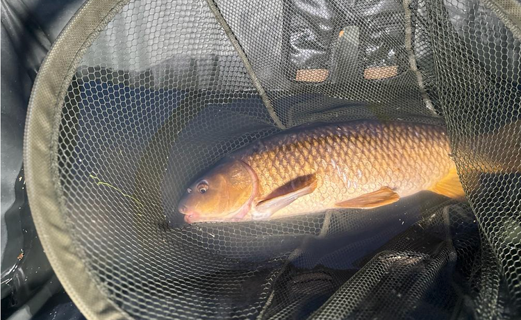 CarpfishingBarato.com Cuidado de la Carpa